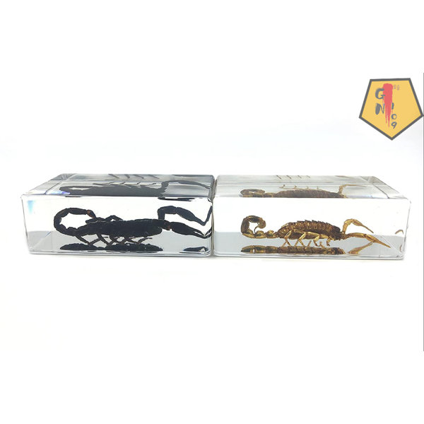 GN109 2 PCS Real Scorpion Paperweights Specimen For Science Education